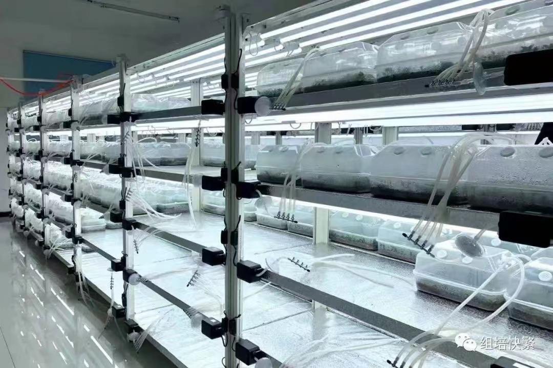 广西植物组培苗有限公司装修案例